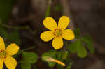 Tufted yellow woodsorrel